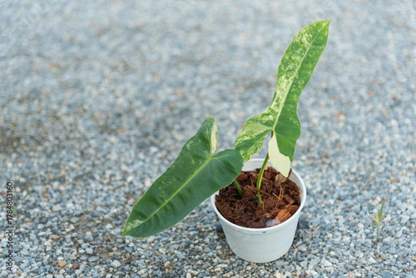 Fototapeta Closeup to New hybrid plant Philodendron Jennifer var in the pot 