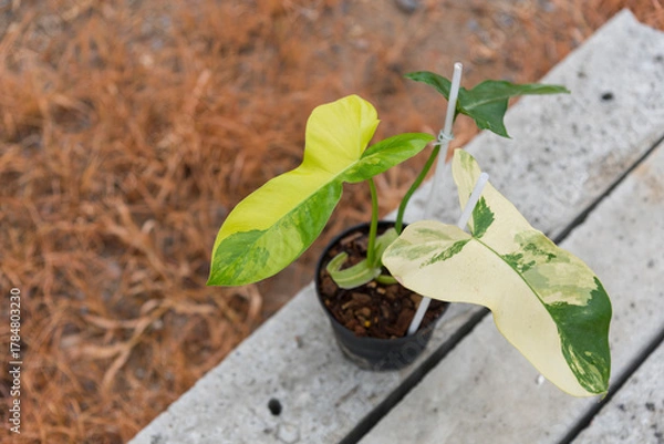 Fototapeta  Philodendron Florida beauty x paraiso verde on ground 