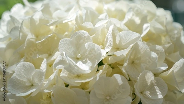 Obraz Floral Abstraction. A Study in White and Cream Tones, Light and Shadow, and Gentle Textures.