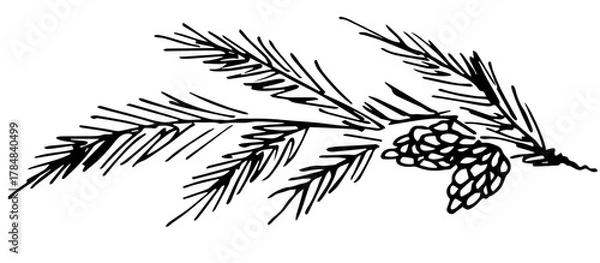 Obraz Hand-drawn vector illustration with a black outline. Coniferous branch with cones, spruce, pine. Christmas and New Year's decor. Ink sketch.