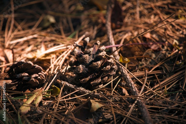 Obraz Pine Cones on Forest Ground in Autumn