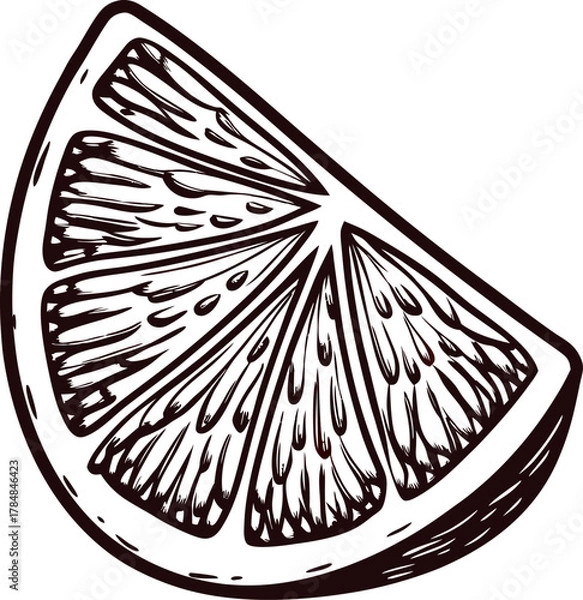 Obraz Detailed hand drawn illustration of citrus lemon wedge with segment details on white background