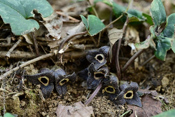 Obraz カンアオイの神秘的な暗紫色の花
