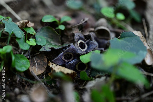 Obraz カンアオイの神秘的な暗紫色の花
