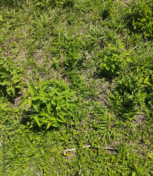 Obraz Grass background, Sao Paulo, Brazil