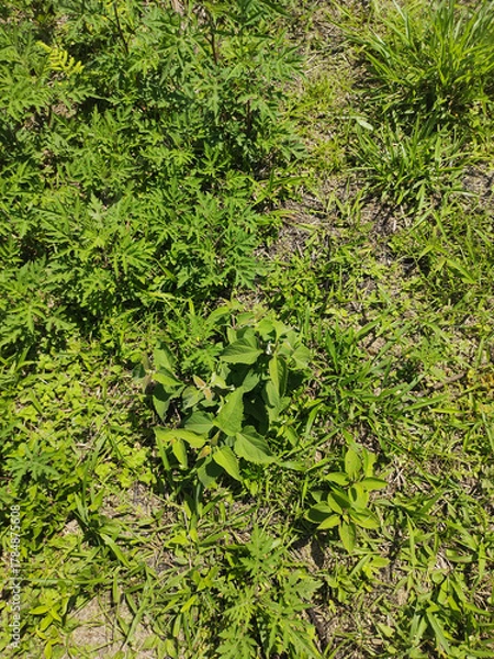 Obraz Grass background, Sao Paulo, Brazil