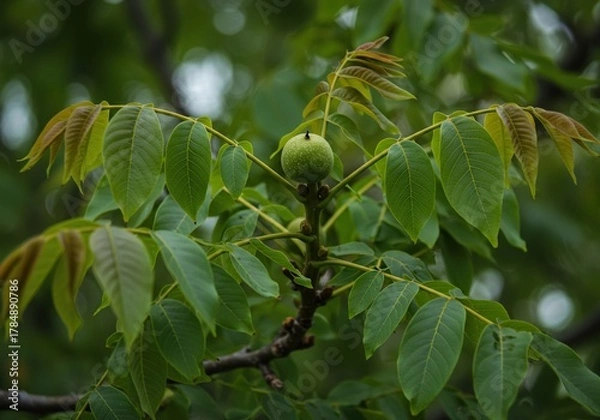 Obraz Clusters of young walnuts developing on a tree branch, with abundant, fresh green leaves creating a natural canopy, signifying growth ,spring ,vegetarian ,outdoor