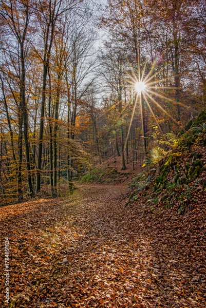 Fototapeta a hiking trail covered with brown beech leaves in autumn, with sunbeams shining through the forest in backlight
