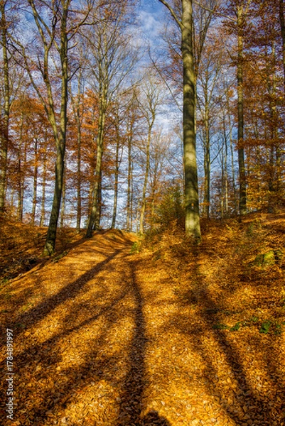 Fototapeta a hiking trail covered with brown beech leaves in autumn, with sunbeams and long shadows of trees