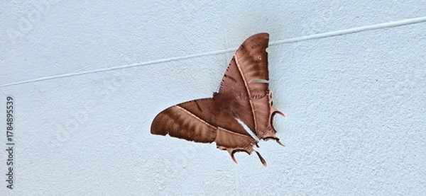 Fototapeta Lyssa zampa perches on a white wall. The Urania Moth is a large moth with dark brown wings and a long white stripe across the middle of each pair of wings. It is nocturnal. While flying looks like bat