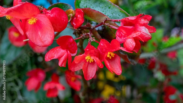 Fototapeta Close-up of vivid red flowers covered in fresh water droplets, showcasing delicate petals and natural color in a garden setting. Ideal for nature, beauty, and botanical themes.