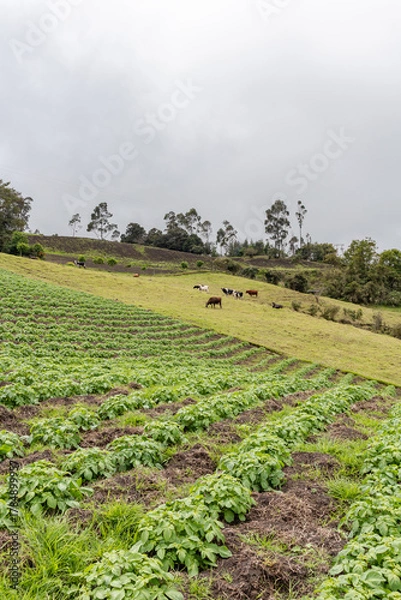 Fototapeta Agricultural field of young potato plants growing on a hillside with cows grazing in the background under a cloudy sky. Great for farming, rural life, and agriculture concepts.