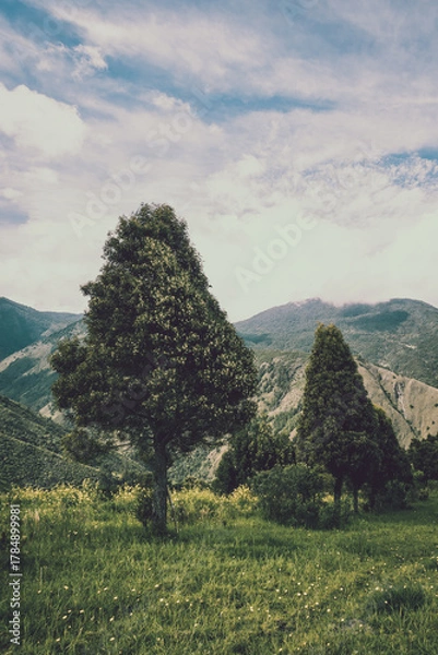Fototapeta A solitary tree stands on a grassy hillside with mountains and a dramatic cloudy sky in the background. Ideal for themes of nature, wilderness, tranquility, and scenic landscapes.