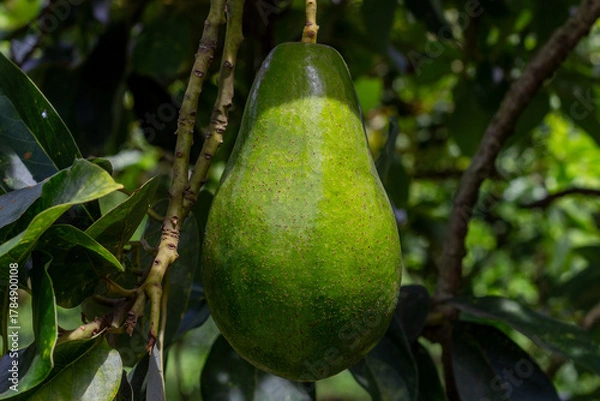 Fototapeta Detailed image of a large green avocado hanging from a branch, with vibrant foliage and natural light. Ideal for themes of nutrition, farming, and tropical agriculture.
