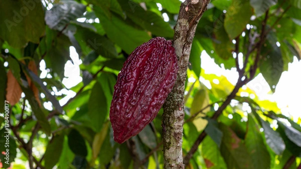 Fototapeta Close-up of a red cacao pod attached to the tree trunk in a shaded tropical plantation. Excellent for illustrating chocolate production and agricultural origins.