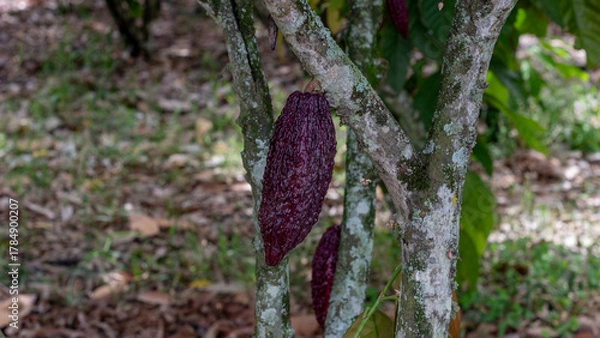 Fototapeta Several deep red cacao pods growing directly from the trunk of a cacao tree in a tropical environment. Ideal for food production and agriculture topics.