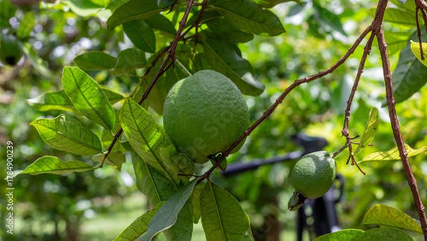 Fototapeta Close-up of a single unripe green guava hanging from a branch surrounded by bright green leaves in a tropical orchard. Ideal for agriculture and exotic fruit themes.