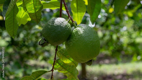 Fototapeta Close-up of two unripe green guavas growing on a tree branch surrounded by lush foliage in a tropical orchard. Perfect for agriculture and exotic fruits themes.