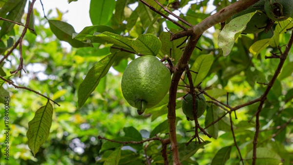 Fototapeta Detailed image of a green guava growing on a tree, surrounded by lush foliage in natural sunlight. Perfect for farming and tropical crop concepts.