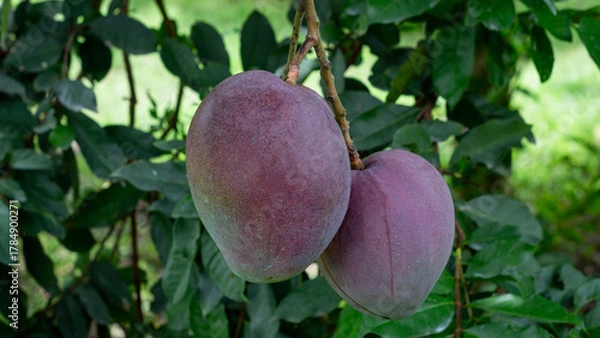 Fototapeta Close-up of two mature purple-toned mangoes hanging from a tree branch with green leaves in the background. Ideal for exotic fruit and tropical agriculture themes.