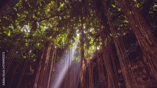 Fototapeta Lush jungle canopy, sunlight filtering through