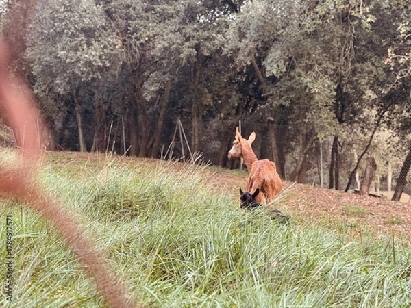 Obraz Goat with Baby Kid in Green Pasture on Sunny Day