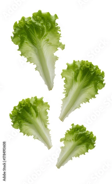 Fototapeta Fresh green lettuce leaves isolated on transparent background crisp leafy vegetables for healthy eating and culinary use vibrant organic produce