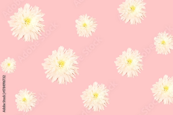 Obraz White flowers on pink background for design and decoration.