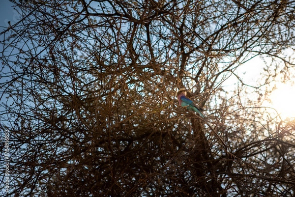 Obraz A beautiful African bird. Sunny summer day. Bird on safari.