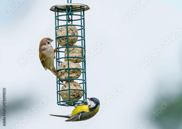 Obraz ptaki przy karmniku z kulami tłuszczowymi