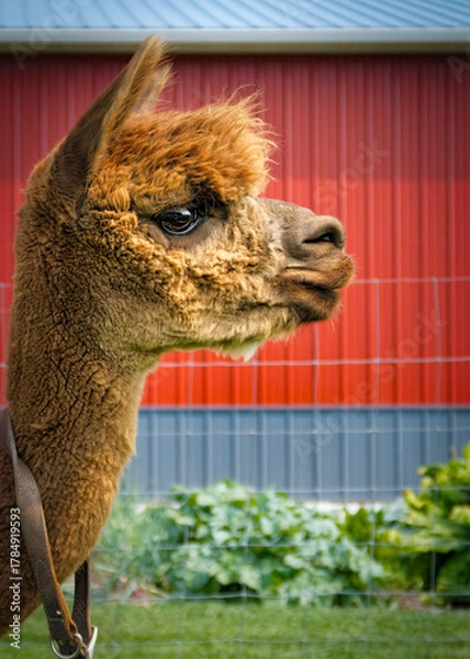 Fototapeta Alpaca Profile