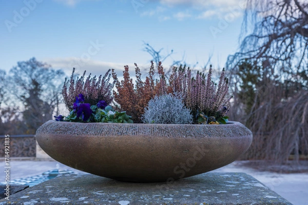 Fototapeta Autumn and Winter Planter Arrangement: Heather (Calluna vulgaris) and Silver Bush (Calocephalus) in a Large Stone Bowl