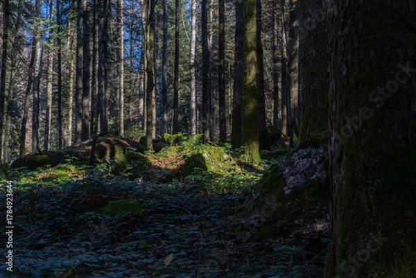 Obraz view into a forest covered with autumn leaves in soft evening light