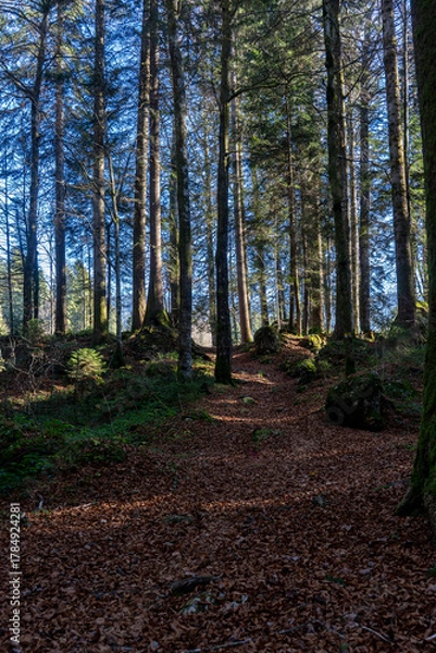 Fototapeta path in a forest covered with autumn leaves in soft evening light