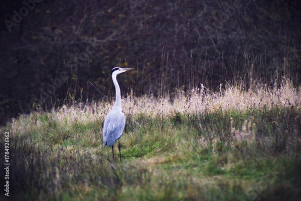 Obraz great blue heron