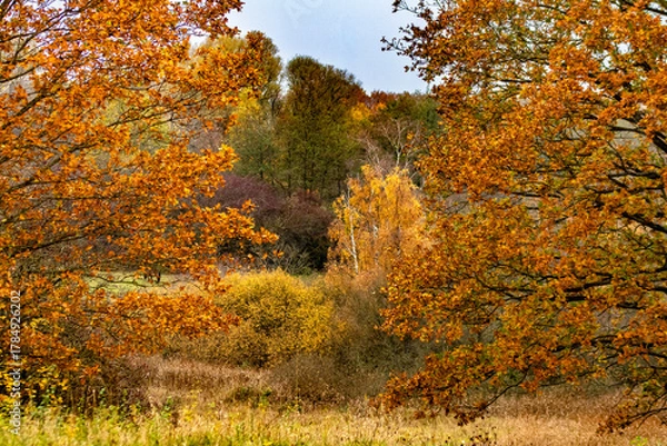 Obraz autumn in the forest