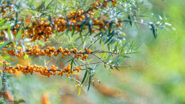 Obraz Sanddorn (Hippophae rhamnoides) 