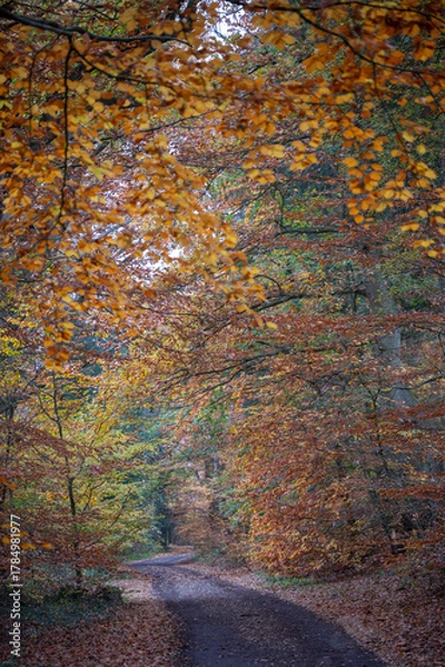 Obraz Herbstlaub mit Landstraße