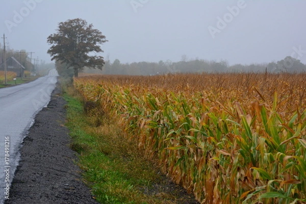 Obraz Cornfield in the mist