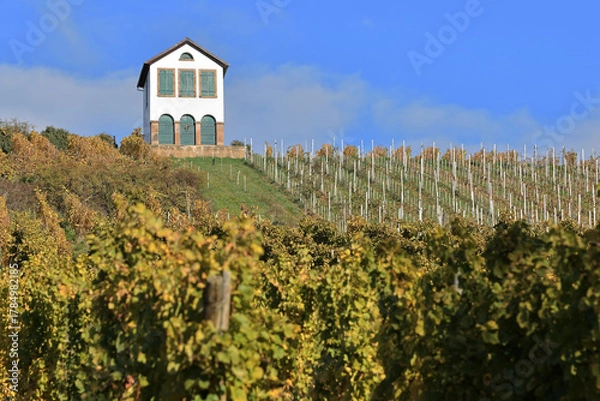 Obraz Alsace - Vignes à Barr