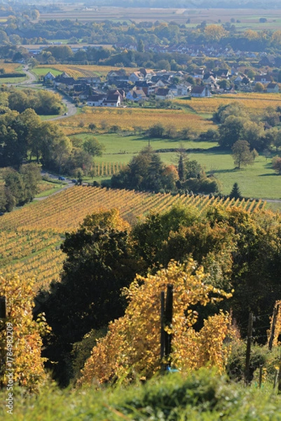 Fototapeta Vignes - Alsace - Heiligenstein