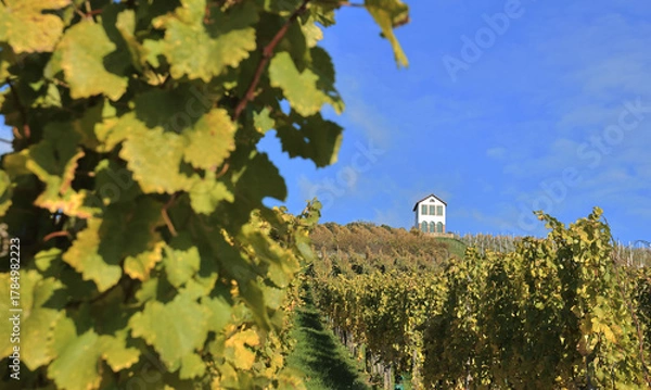 Fototapeta Alsace - Vignes à Barr