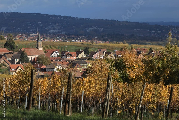 Fototapeta Vignes - Alsace - Heiligenstein