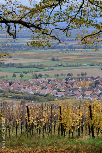 Fototapeta Vignes - Alsace - Heiligenstein
