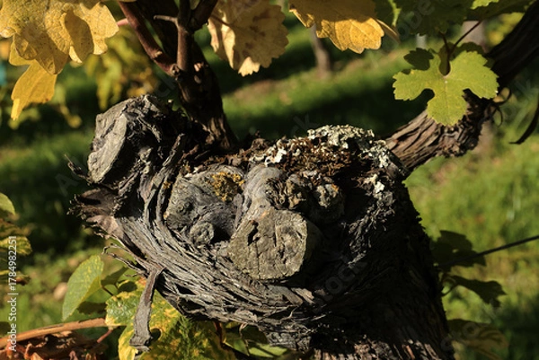 Fototapeta cep de vigne