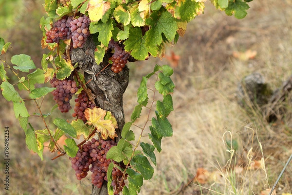Fototapeta Alsace - Raisin