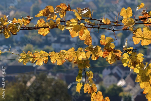 Fototapeta Feuilles de vignes