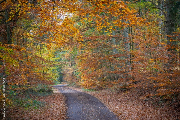 Obraz Goldener Herbst mit Landstraße