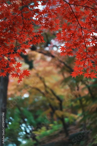 Obraz 真っ赤なもみじがフレームを作る雨の秋の景色