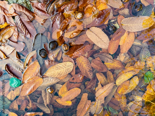 Obraz Autumn leaves and walnuts floating in clear water, creating a natural seasonal texture with warm brown and golden tones